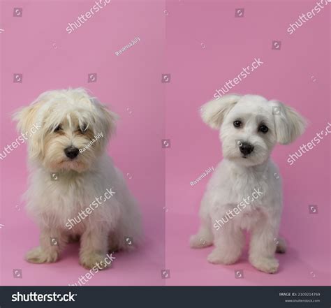 Maltese Puppy Cut Before And After