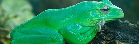 Australian Green Tree Frog