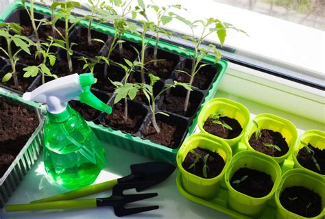 Growing Seedlings Indoors: What’s the Problem? - Countryside