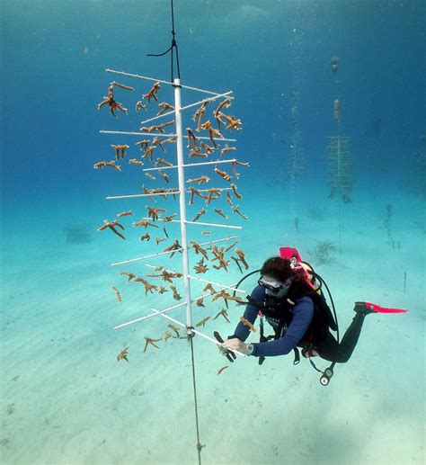 Coral Nurseries | Reef Resilience