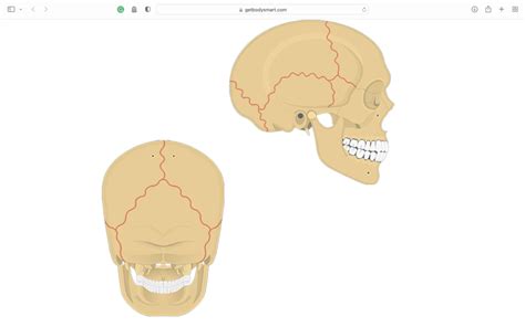 sutures of skull Diagram | Quizlet