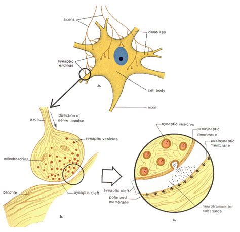 Synapses