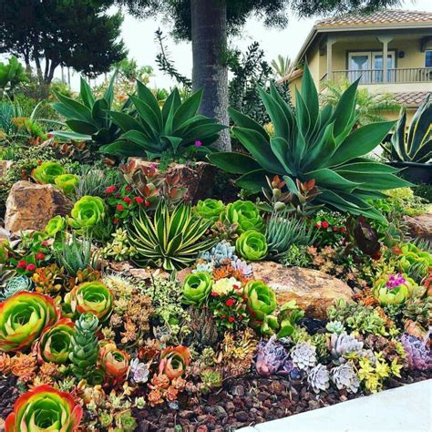 20+ Front Yard Succulent Rock Garden