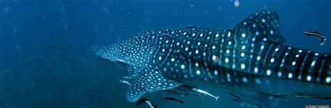 WHALE SHARK CONSERVATION PROJECT -Wildlife Trust of India