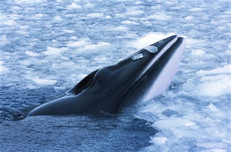 Minke Whale Facts : Minke Whale People S Trust For Endangered Species - Minke whales are the ...