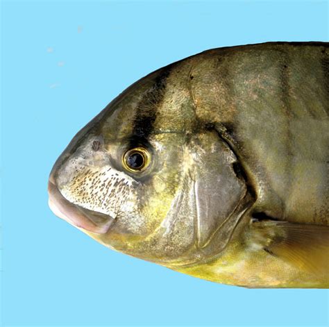 Golden Trevally | Mexican Fish.com