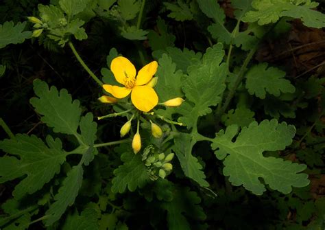 Get Your Botany On!: Celandine Poppy and Celandine