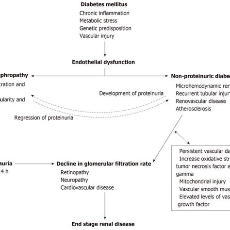 Pathophysiology of diabetic nephropathy and non-proteinuric diabetic... | Download Scientific ...