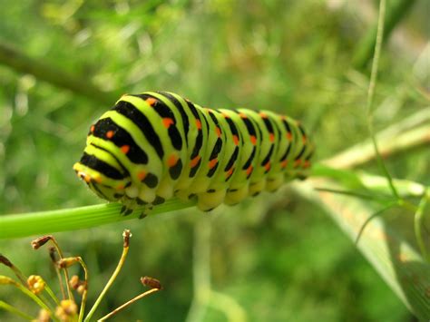 Download Insects Caterpillars Wallpaper 2048x1536 | Wallpoper #378220