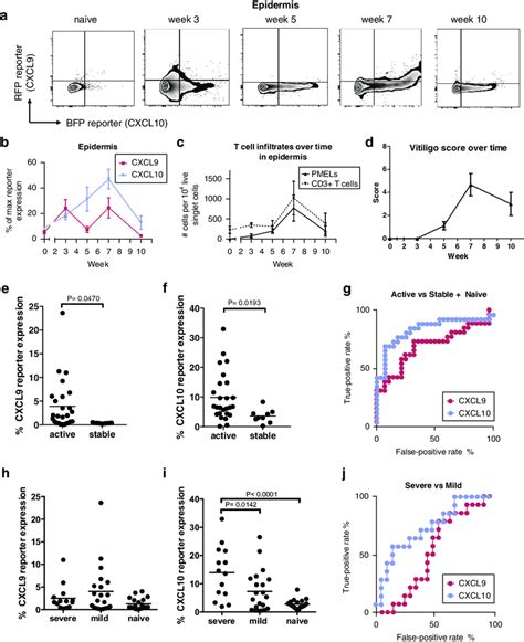 CXCL9 and CXCL10 are expressed with different kinetics during the... | Download Scientific Diagram