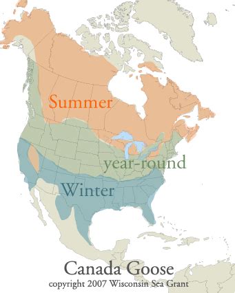 evolution - How do migrating geese handle hurricanes? - Biology Stack Exchange