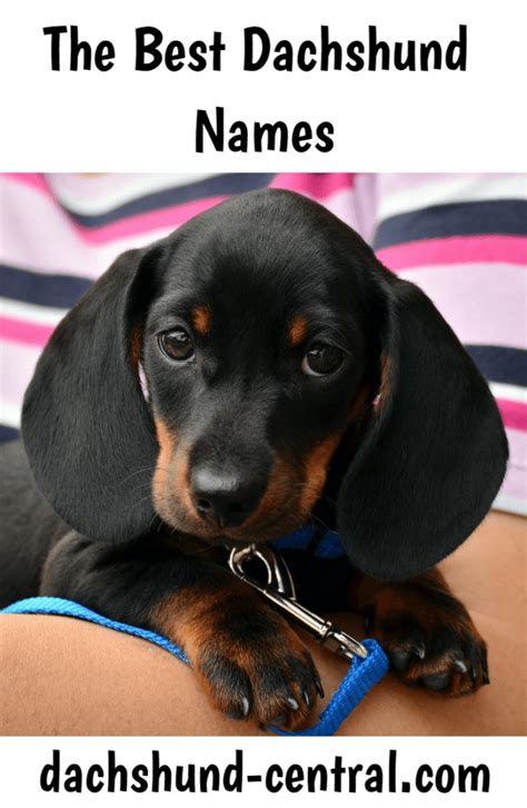 The Best Dachshund Puppy Names - dachshund-central