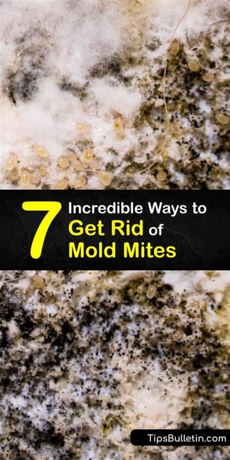 7 Incredible Ways to Get Rid of Mold Mites