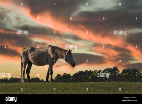 Swayback horse hi-res stock photography and images - Alamy