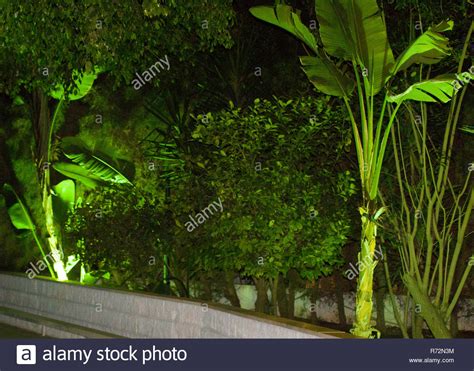 Spooky scary dark forest hi-res stock photography and images - Alamy