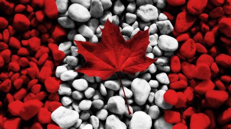 Maple Leaves Canada - Wallpaper, High Definition, High Quality, Widescreen