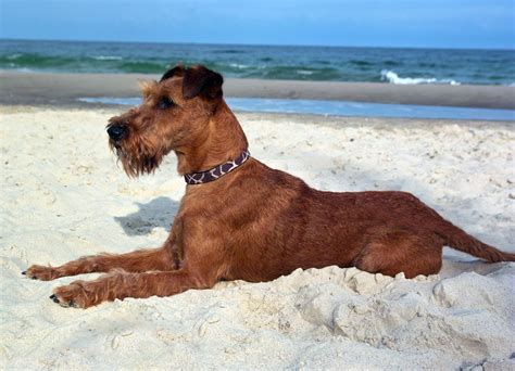 Red Dog Breeds | The Smart Dog Guide