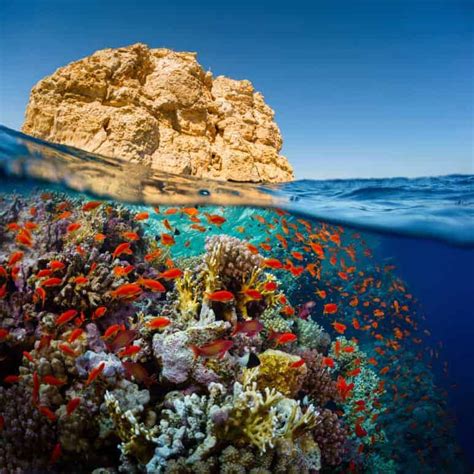 The Top Four Scuba Diving Spots in Egypt’s Red Sea | Osiris Tours