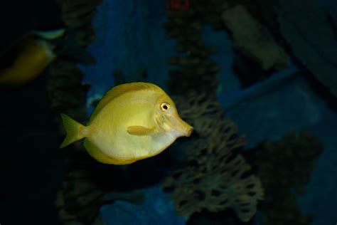 Free Images : underwater, aquarium, goldfish, marine biology, coral reef fish, deep sea fish ...