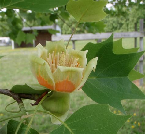 Liriodendron tulipifera (Canary Whitehood, Canoewood, Lyre Tree, North American Whitewood, Tulip ...