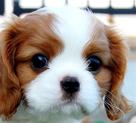 Pin by Ann-Sofie Olsson on Cavalier King Charles Spaniels | King charles cavalier spaniel puppy ...