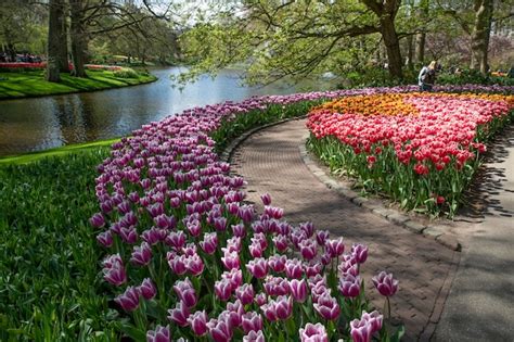 Premium Photo | Beautiful view of colorful tulips in a keukenhof park ...