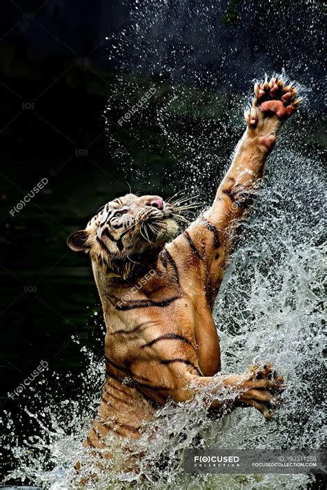 Tiger jumping from water to catch food, Indonesia, Jakarta Special ...