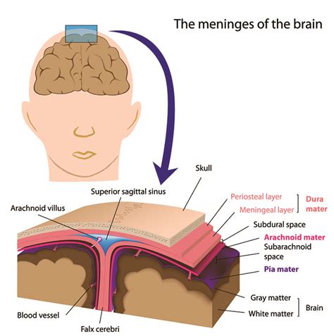 Central Nervous System - Ainsworth Institute