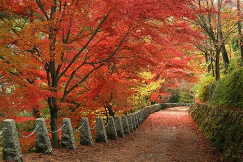 UNESCO-Designated! Enjoy Spectacular Autumn Colours and World Heritage Sites on Japan’s ...