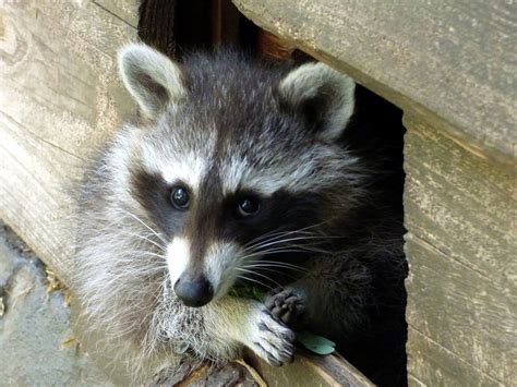 How to Prevent Raccoons from Nesting in Your Home - Raider Wildlife Control