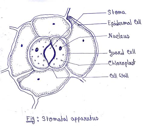 [DIAGRAM] Onion Epidermal Cell Labeled Diagram - MYDIAGRAM.ONLINE