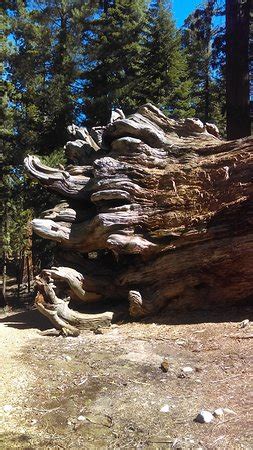 Wawona Tunnel Tree (Yosemite National Park) - 2021 All You Need to Know BEFORE You Go (with ...