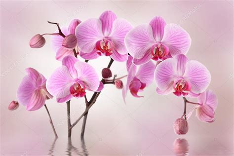 Pink orchids flowers — Stock Photo © Pics4ads #74846455