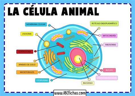 La Célula Animal: Estructura, Partes y Funciones de la Célula Animal