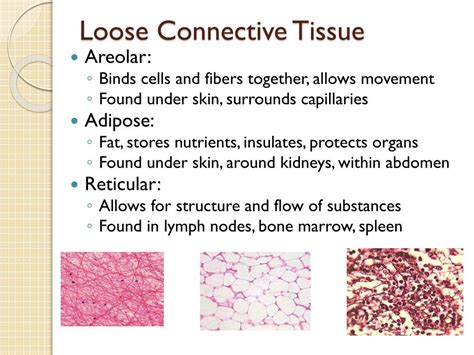 PPT - Histology PowerPoint Presentation, free download - ID:5263688