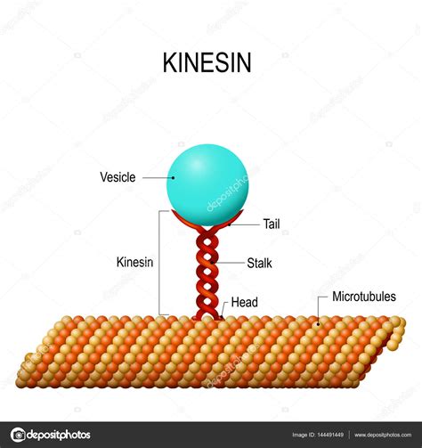 Structure of kinesin Stock Vector Image by ©edesignua #144491449