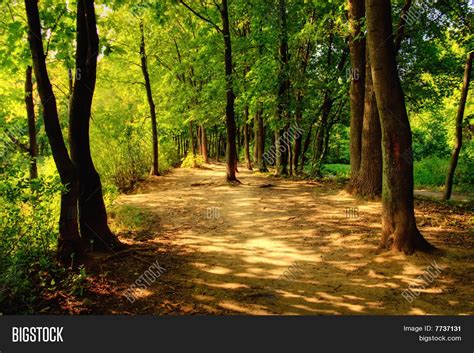 Sunny Forest Image & Photo (Free Trial) | Bigstock