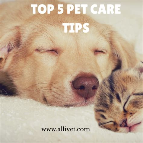 Top 5 Pet Care Tips - Allivet Pet Care Blog