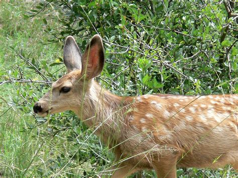 Mule Deer Fawn | Mule deer fawns before they lose their spot… | Flickr