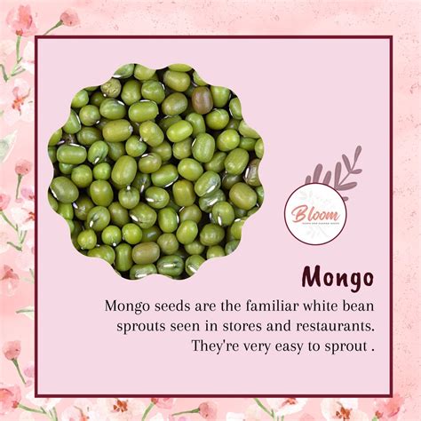 BLOOM - MONGGO SEEDS MONGO SEEDS MUNG BEAN SEEDS REPACKED SEEDS | Shopee Philippines