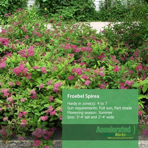 Froebel Spirea | Outdoor landscaping ideas front yard, Backyard landscaping plans, Porch landscaping