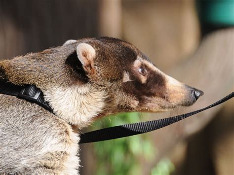 The Online Zoo - White-nosed Coati