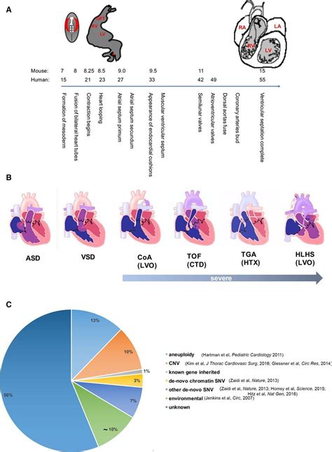 Genetics and Genomics of Congenital Heart Disease | Circulation Research