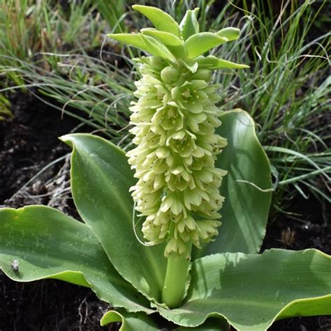 Eucomis autumnalis – Lifestyle Seeds