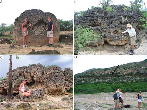 Macroscale classification of Enriquillo Valley bioherms. A) Individual... | Download Scientific ...