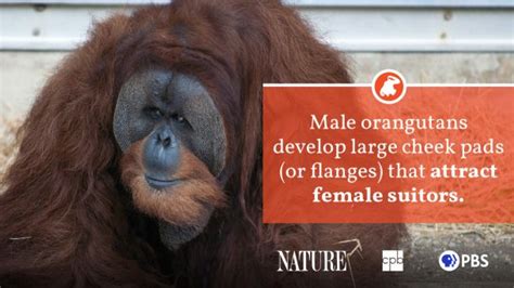 Orangutan Fact Sheet | Blog | Nature | PBS