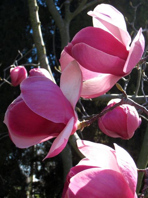 My blog of Ramblings: Spring Magnolias March 17, 2011