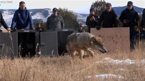 Why Colorado's wolf reintroduction has caused such a big stir