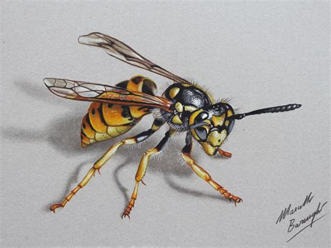 Wasp DRAWING by marcellobarenghi on DeviantArt