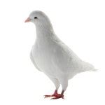 White pigeon - symbol of peace Stock Photo by ©bazil 91146064